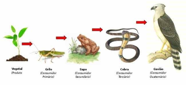 Mastering Devour Evolution: Bruno Silva's Path to Creator Dragon